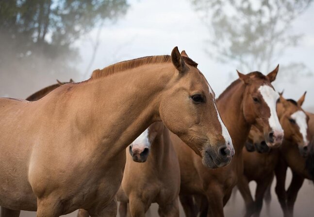 Gaucho Experience: A Day Trip to Don Silvano Ranch - Key points to know before you book