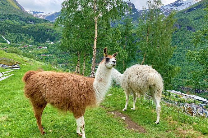 Geiranger by Royal route, 5 hours with visiting a high-mountain farm - Eidsvatnet and the high-country farms