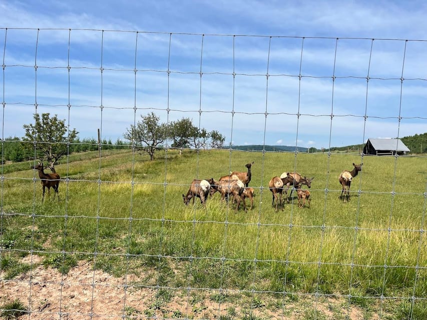 Gettysburg: Horse-Drawn Carriage Tour Countryside & Orchards - Key points at a glance
