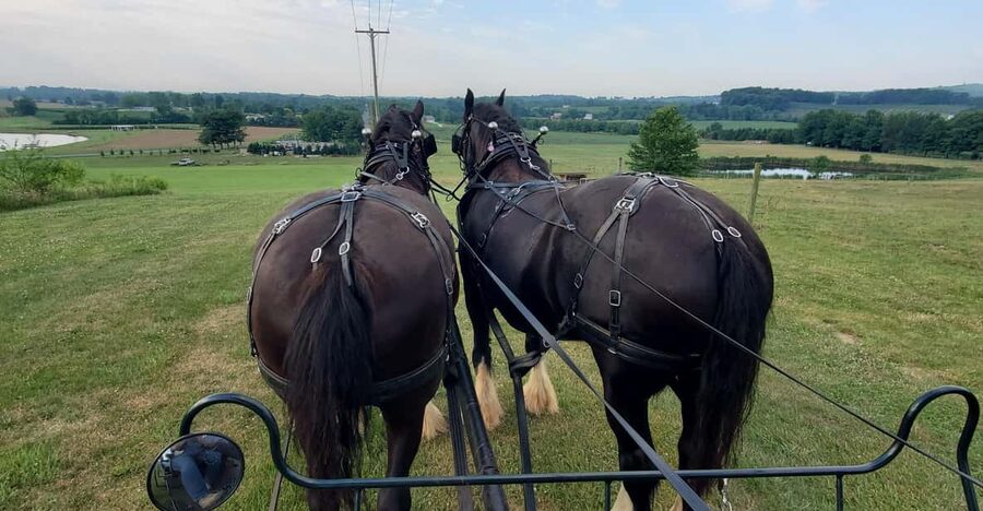 Gettysburg: Horse-Drawn Carriage Tour Countryside & Orchards - Why this carriage ride works as a Gettysburg break
