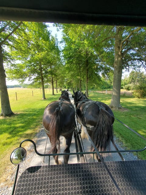 Gettysburg: Horse-Drawn Carriage Tour Countryside & Orchards - Settling behind the two Shire horses