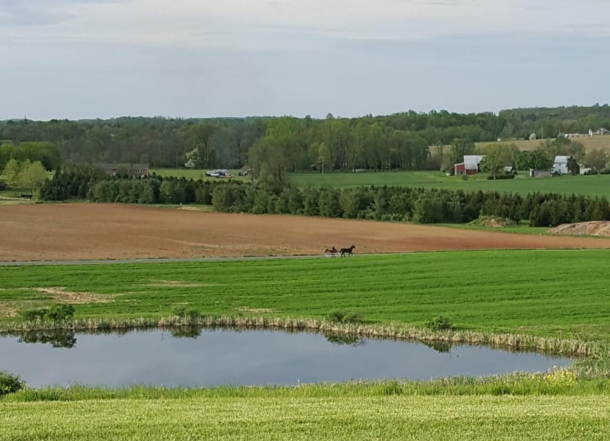 Gettysburg: Horse-Drawn Carriage Tour Countryside & Orchards - The hilltop view and the elk herd