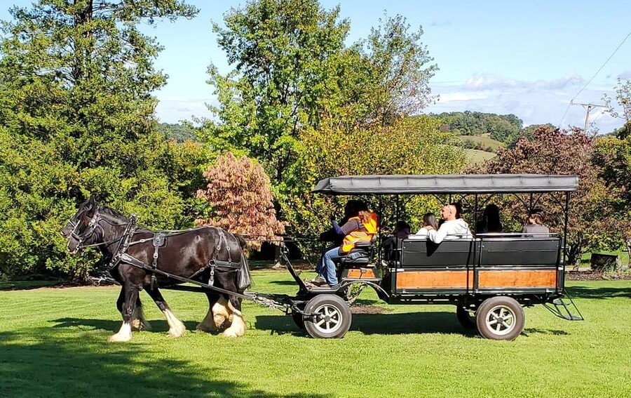 Gettysburg: Horse-Drawn Carriage Tour Countryside & Orchards - Meeting the horses after the ride