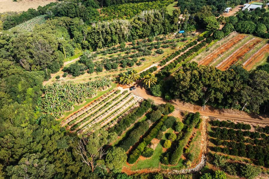 Gold Coast: Tropical Fruit World Full Farm Tour - Accessibility and what to bring
