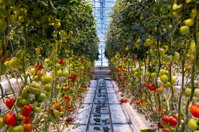 Golden Circle and Lunch at Fridheimar Tomato Farm - with photos - Small-group transport and the value of $255