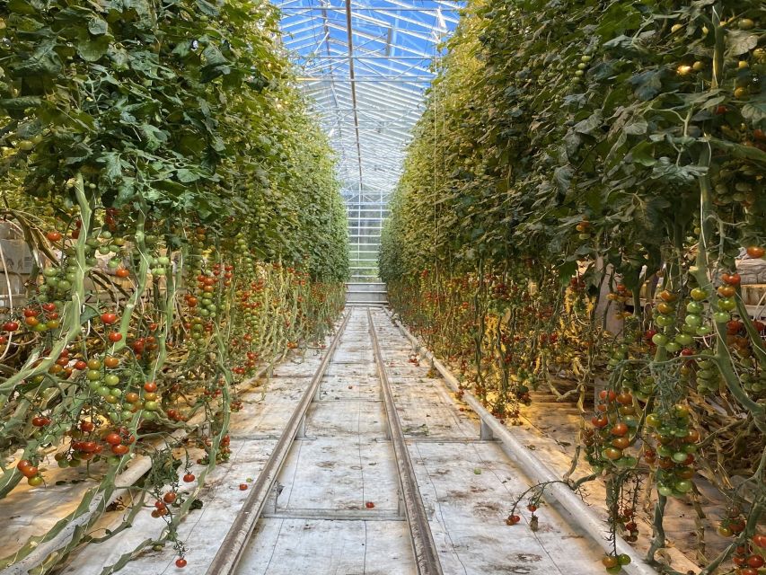 Golden circle, hot spring bakery, tomato farm private tour - The hot spring bakery and bread from the earth