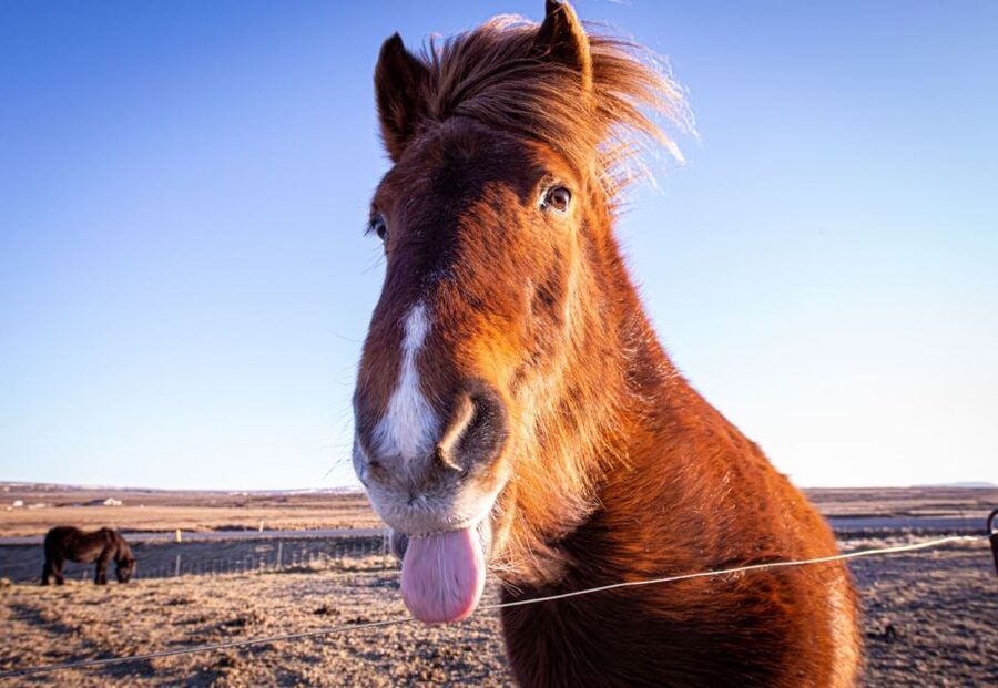 Golden circle, hot spring bakery, tomato farm private tour - Feeding Icelandic horses along the way