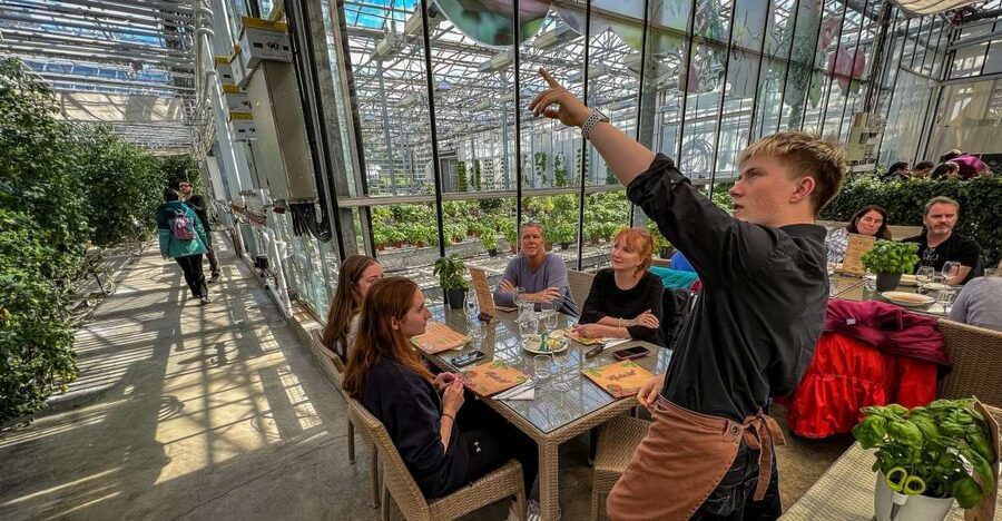 Golden Circle & Lunch at Fridheimar Tomato Farm- with photos - A late lunch among tomato plants at Friðheimar