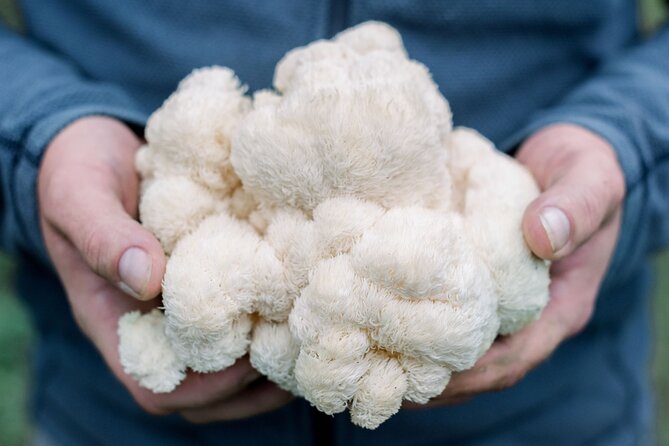 Gourmet Mushroom Farm Tour in Tennessee - Inside HENOSIS, a Small Farm With Plenty Going On