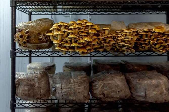 Gourmet Mushroom Farm Tour in Tennessee - Mushroom Jerky and a Lion’s Mane Take-Home