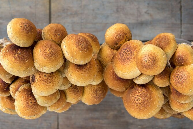 Gourmet Mushroom Farm Tour in Tennessee - Why the Working-Farm Setting Matters