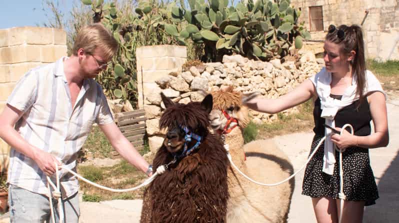 Gozo Alpaca Walks : with feeding and farm visit - Key points at a glance