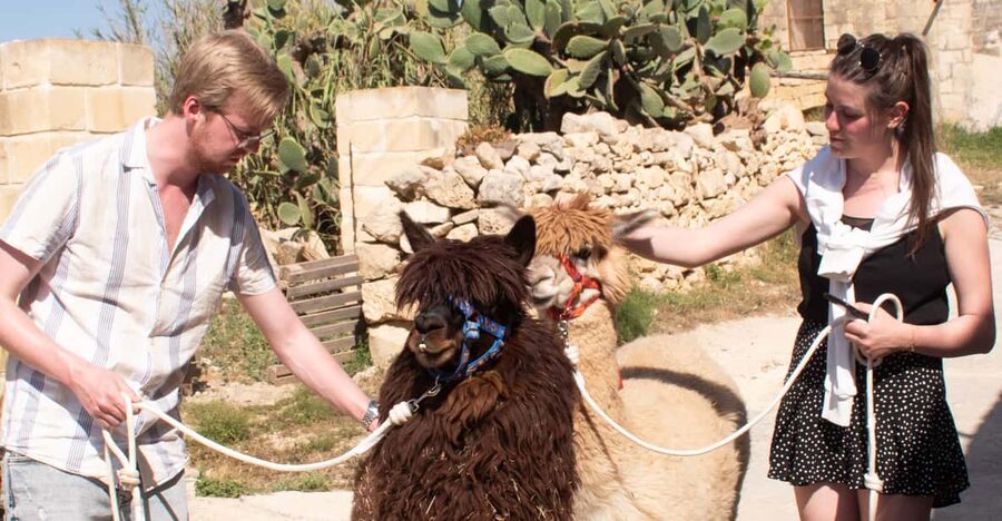 Gozo Alpaca Walks : with feeding and farm visit - Meeting the alpacas at Razzett Alpaca