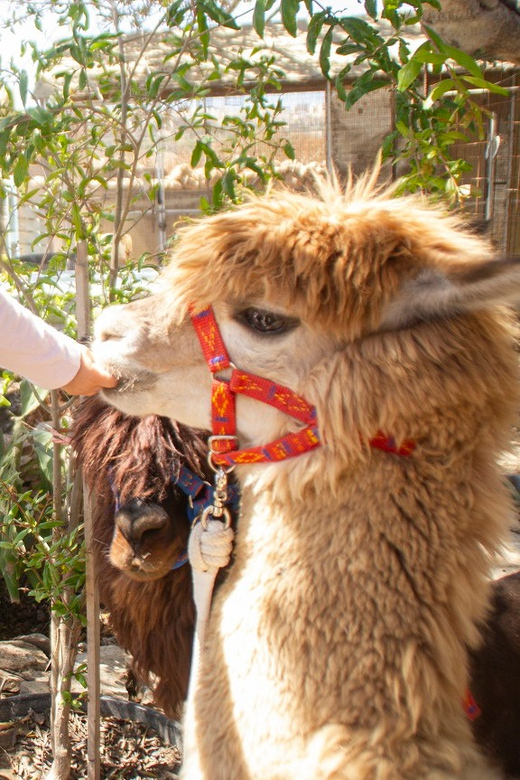 Gozo Alpaca Walks : with feeding and farm visit - Feeding time brings you closer