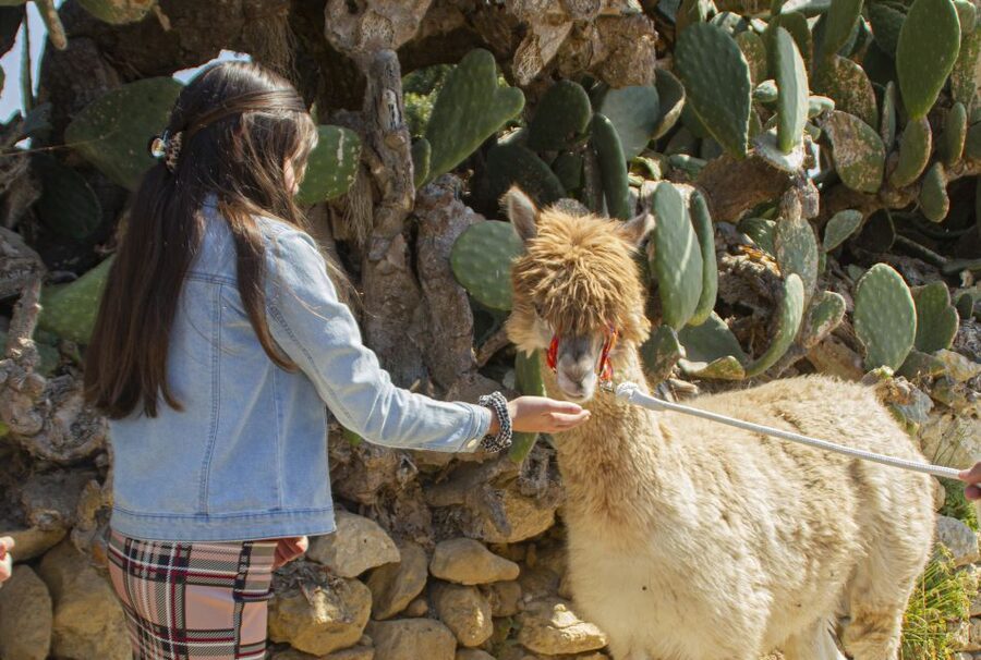 Gozo Alpaca Walks : with feeding and farm visit - Meet Tom, the goats, and the birds