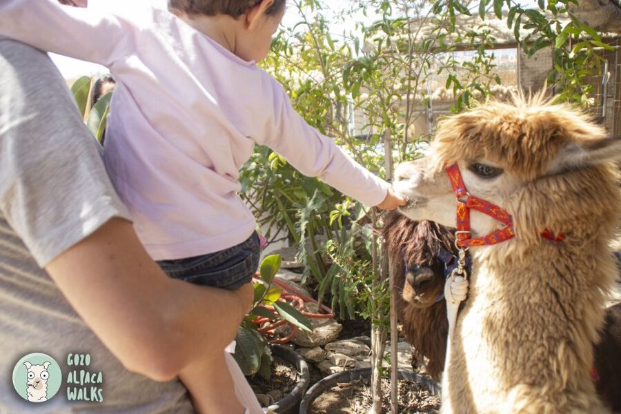 Gozo Alpaca Walks : with feeding and farm visit - Who will enjoy this most