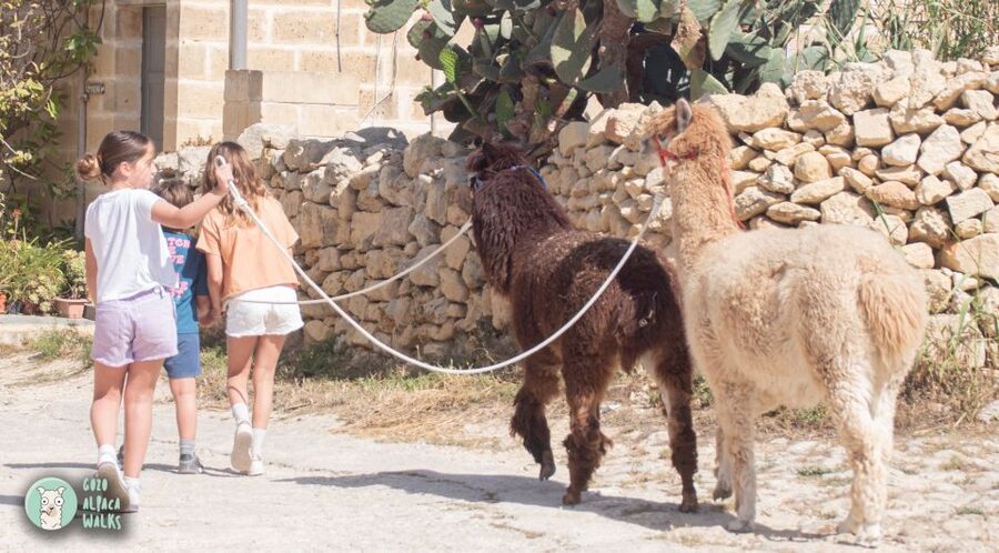 Gozo Alpaca Walks : with feeding and farm visit - Practical details before you go