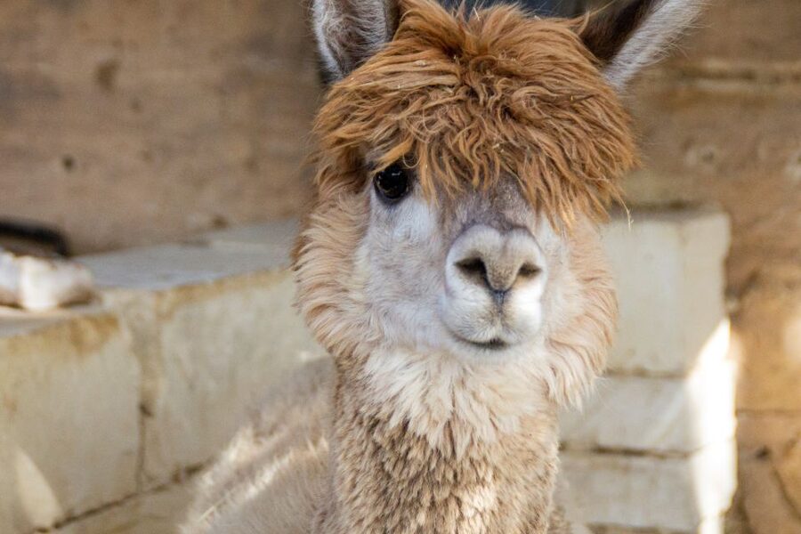Gozo Alpaca Walks : with feeding and farm visit - Should you book the Gozo alpaca walk?