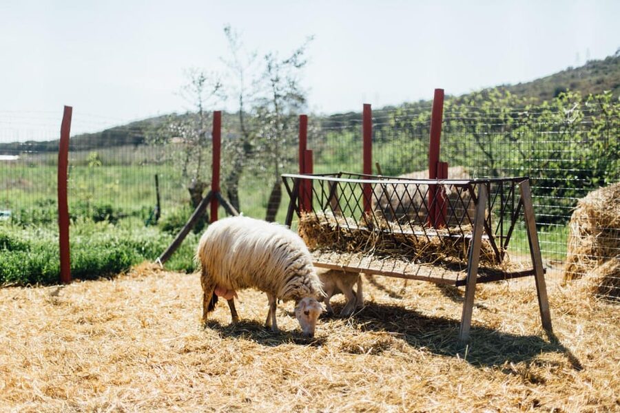 Grosseto: visit the family farm with tasting of local food - Useful planning details for your two hours