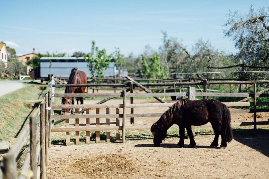Grosseto: visit the family farm with tasting of local food - Collecting fresh eggs and learning farm routines