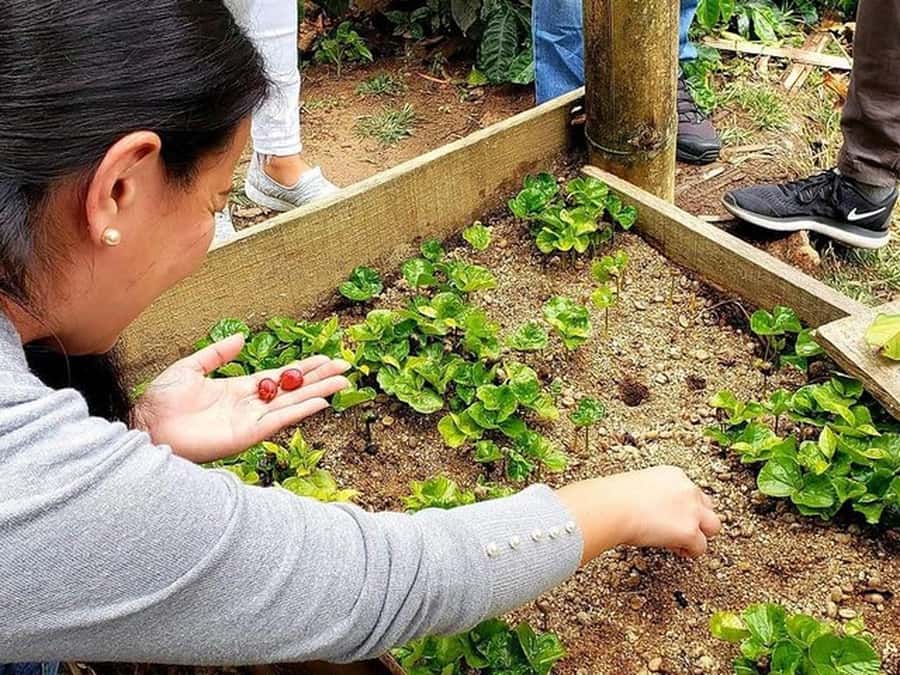 Guatapé & Coffee Farm, all in one day - Climbing Piedra Del Peñol