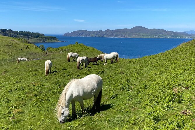 Guided Hebridean Farm Hike near Tobermory, Isle of Mull, Scotland - Climbing Meadow Ridge above the farm