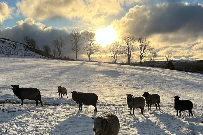 Guided Hebridean Farm Hike near Tobermory, Isle of Mull, Scotland - What the $47.99 price gets you