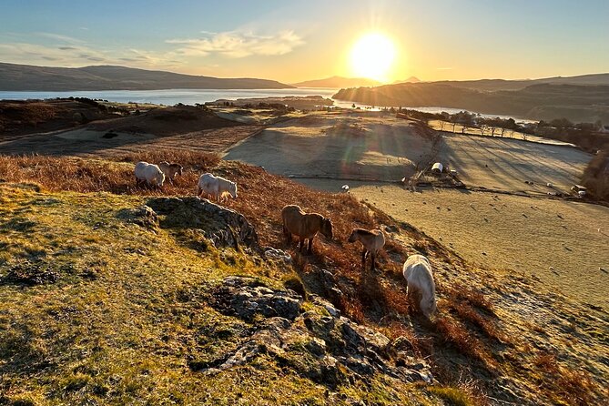Guided Hebridean Farm Hike near Tobermory, Isle of Mull, Scotland - Karen’s local view of plants and history