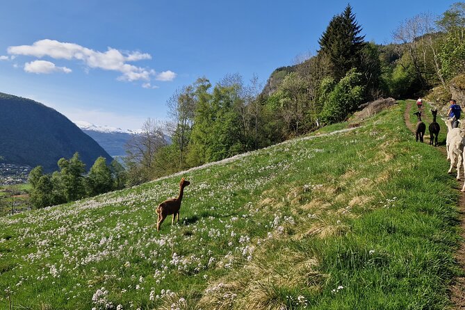Guided Hiking tour on the Lands of Steim Farm in Vik, Norway - Key points about the Steim Farm hike