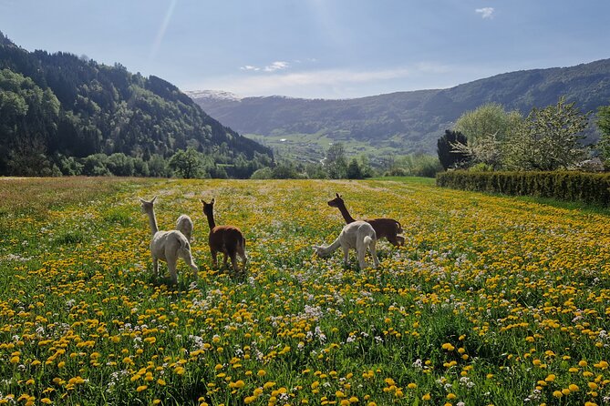 Guided Hiking tour on the Lands of Steim Farm in Vik, Norway - Starting at Vik port and heading to Steim Farm