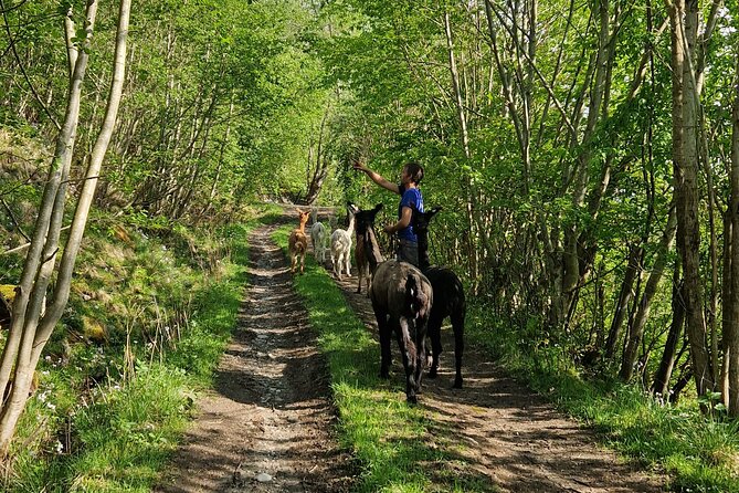 Guided Hiking tour on the Lands of Steim Farm in Vik, Norway - Local snacks in a traditional hut