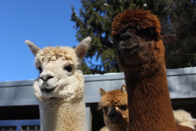 Guided Lilymoore Alpaca Farm Tour - Key points to know before booking