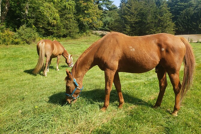 Guided Lilymoore Alpaca Farm Tour - Meeting alpacas at Lilymoore Farm