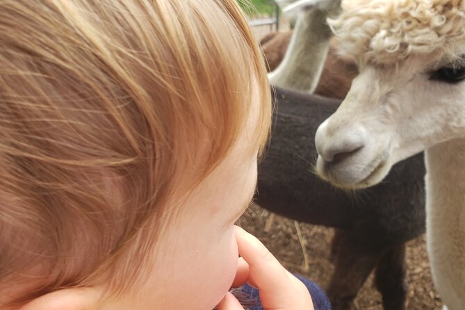 Guided Lilymoore Alpaca Farm Tour - Photo opportunities without making the tour feel staged