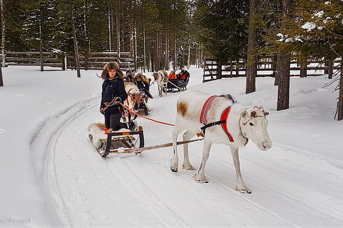 Guided reindeer farm visit and one hour sledge safari - Why the reindeer sledge ride feels different