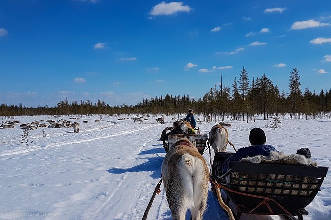 Guided reindeer farm visit and one hour sledge safari - How the small group changes the experience