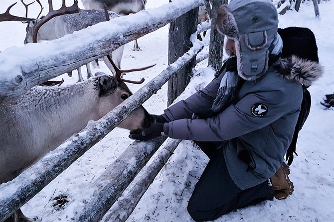 Guided reindeer farm visit and one hour sledge safari - Is $156.03 fair for 90 minutes?