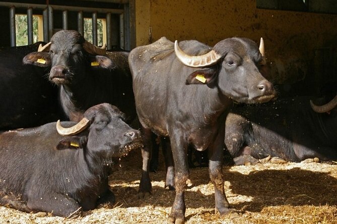 Guided tour from Agrigento: Sicilian traditions with a farm - Should you book this Sicilian farm tour?