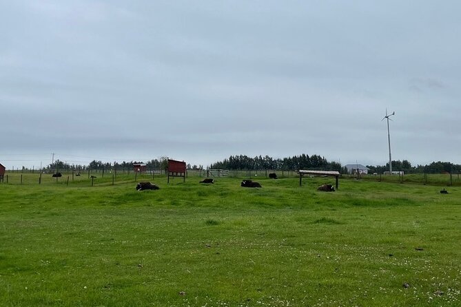 Guided Tour of Musk Ox Farm & Scenic Drive from Anchorage - Timing, meeting point, and cancellation terms