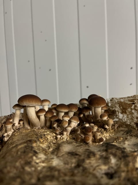 GUIDED TOUR + TASTE IN A MUSHROOM FARM - Should you book Bolets de Menorca?