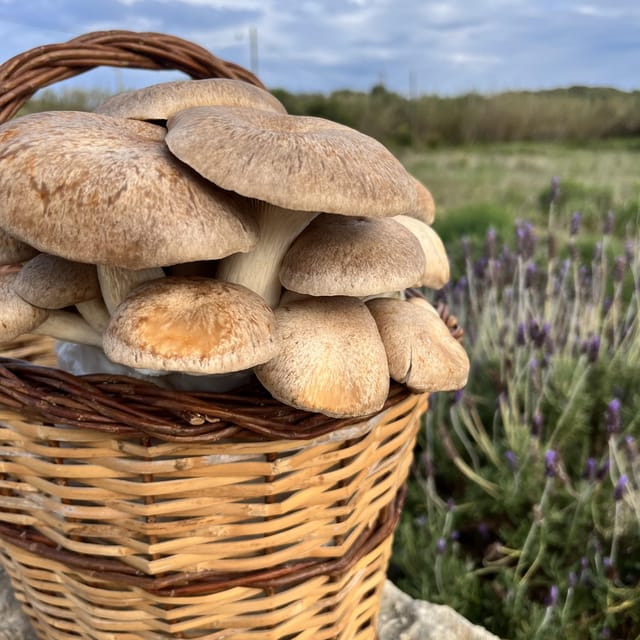 GUIDED TOUR + TASTE IN A MUSHROOM FARM - Language, timing, and booking value