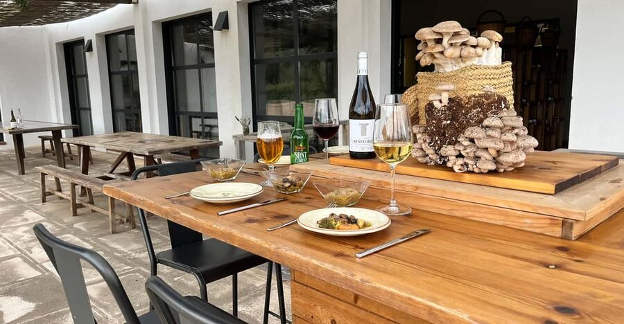 GUIDED TOUR + TASTE IN A MUSHROOM FARM - The opening lesson: seeing fungi as part of nature
