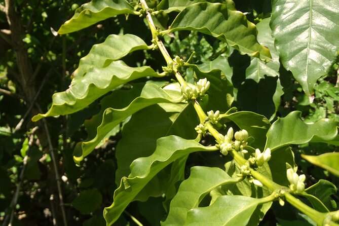 Guided Tour to the only coffee farm in Europe - Walking among mangoes, avocados, and coffee plants