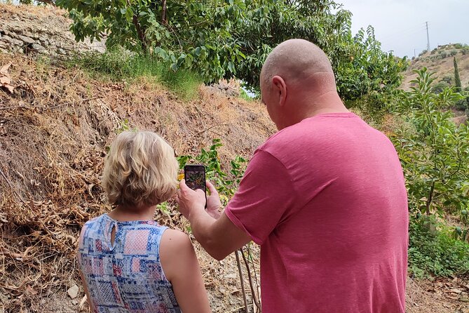 Guided Tour to the only coffee farm in Europe - Fruit, coffee, and local products after the walk
