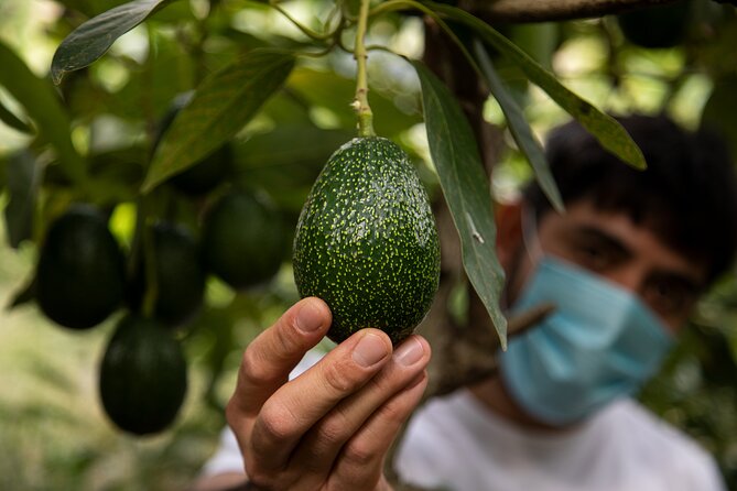 Guided Tour to the only coffee farm in Europe - The coffee plants are the unusual centerpiece