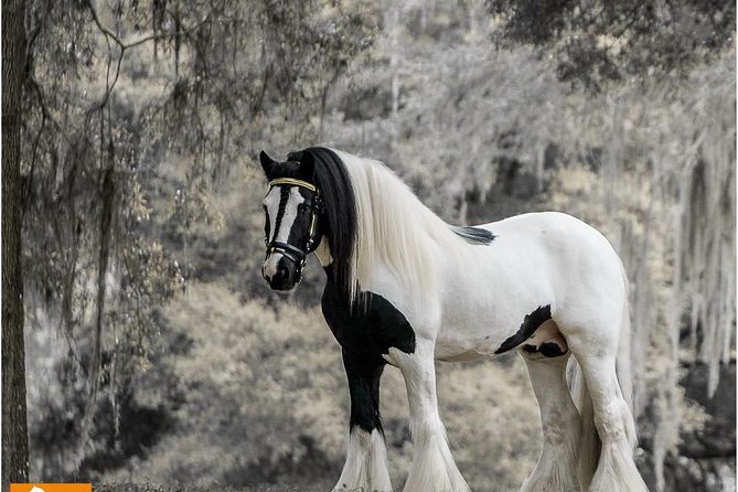 Gypsy Gold Horse Farm Tour - What makes this farm visit worth your morning