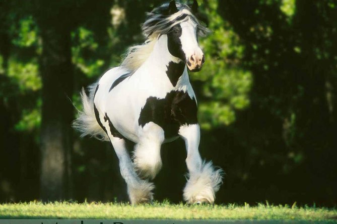 Gypsy Gold Horse Farm Tour - Seeing the stallion up close