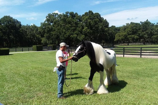 Gypsy Gold Horse Farm Tour - A final photo with a Gypsy Vanner stallion