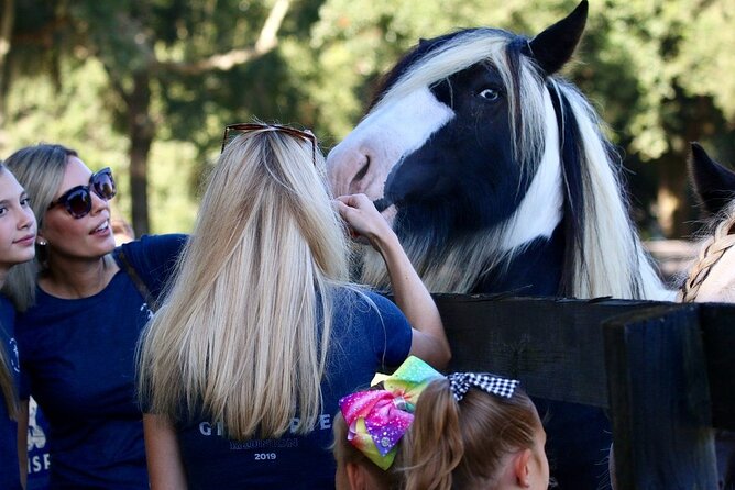 Gypsy Gold Horse Farm Tour - What the experience gets right, and what could improve