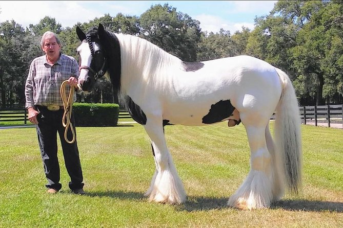 Gypsy Gold Horse Farm Tour - Walking beneath old oaks and Spanish moss